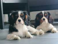 Cavalier King Charles spaniel piesek
