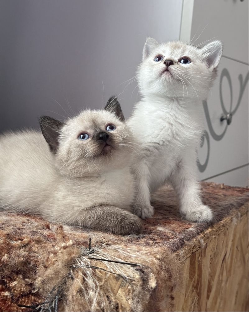 Британские котята