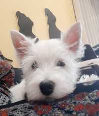 Do odbioru drobna suczka  West Highland White Terrier ZKwP FCI