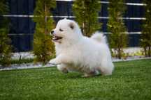 Samoyed ZKwP/FCI - Chłopczyk