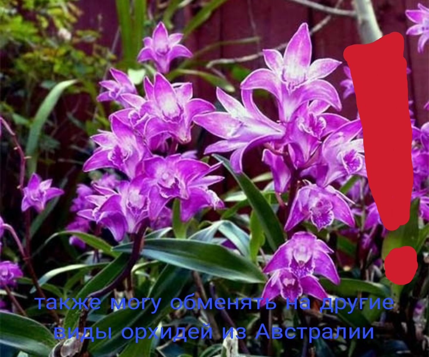 Dendrobium kingianum Berry Oda возможен обмен на виды из австралии