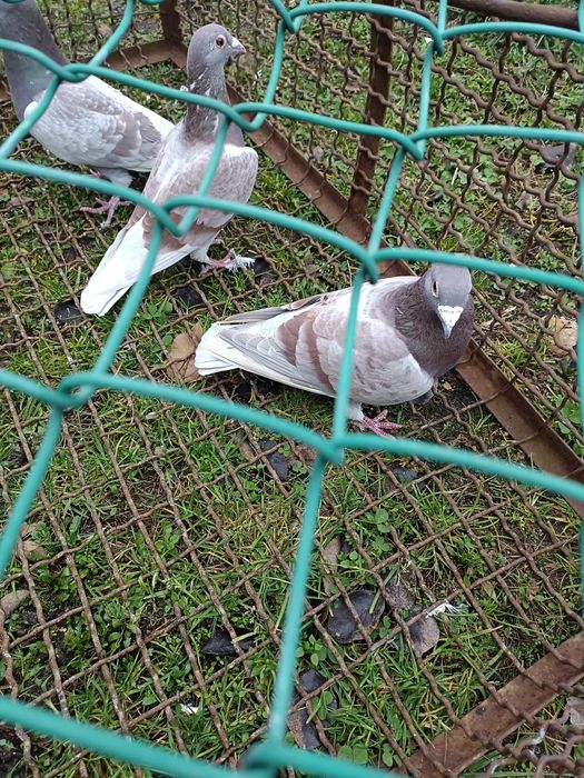 Sprzedam gołębie pocztowe