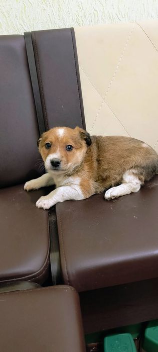 Собачка, цуценя, щеня. Цуценята