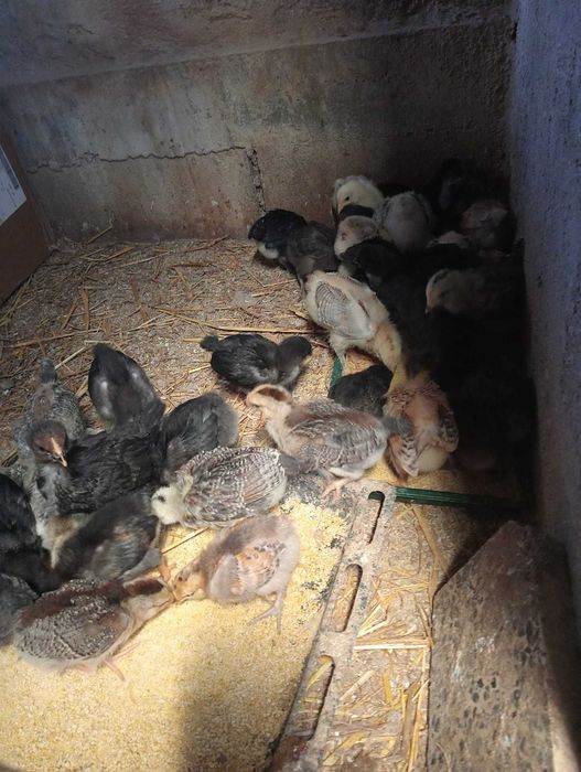 Vendo Pintos Caseiros