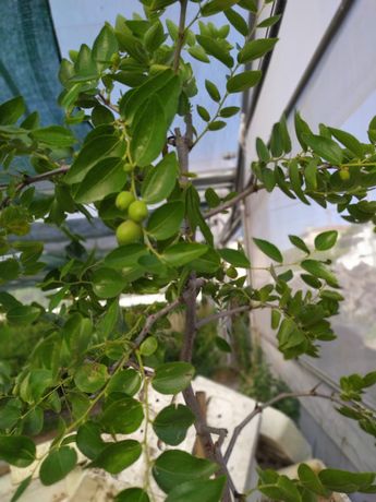 Azufaifo - planta rara