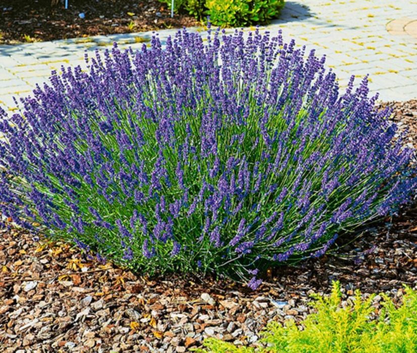 Продам набір ароматних трав :мʼяту і мелісу, 2 тімʼян а та лаванду