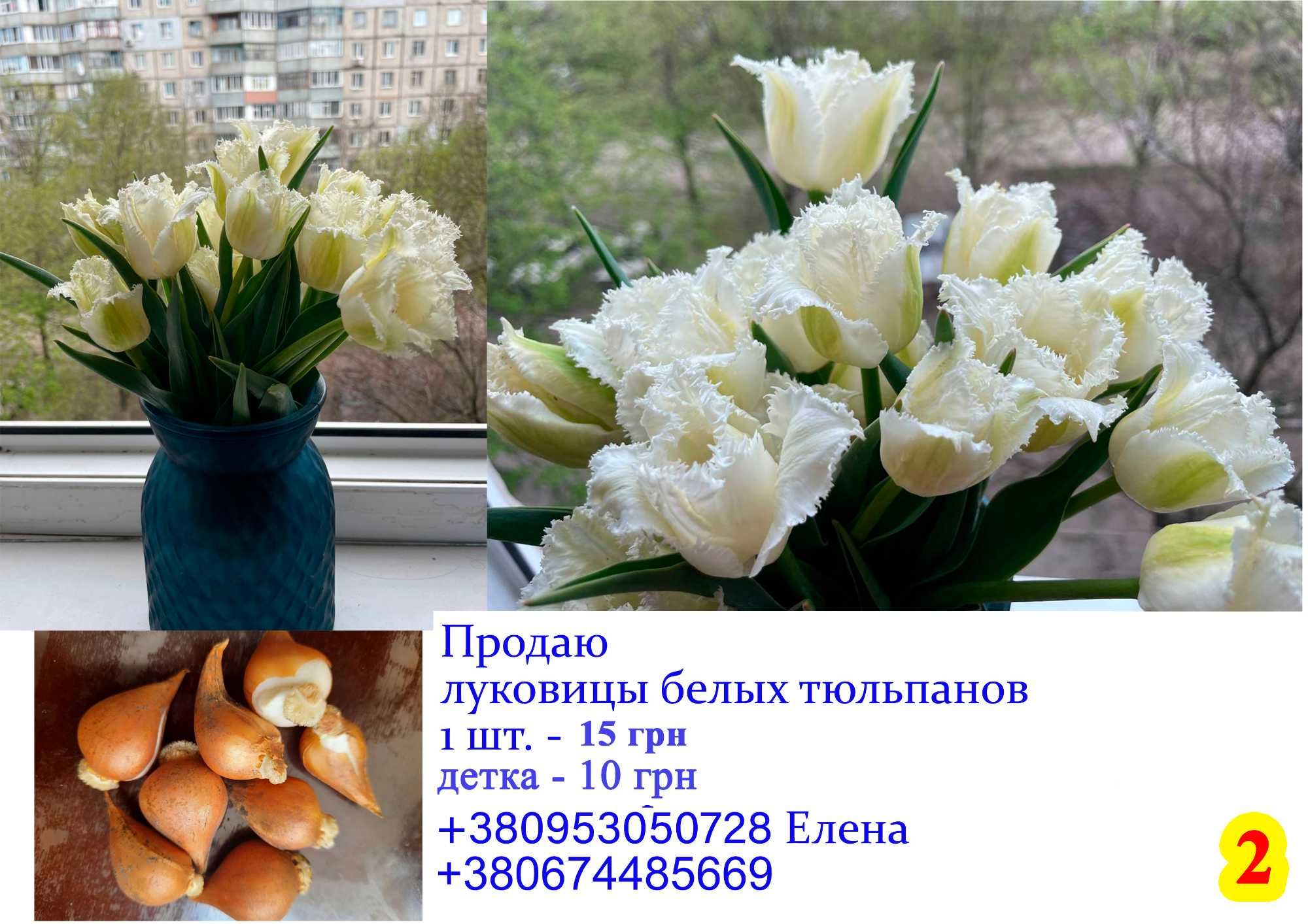 Продам цибулини тюльпанів