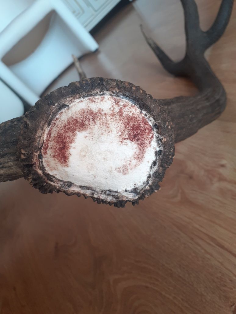 Świeża tyka jelenia 12-stak poroże 2.6kg