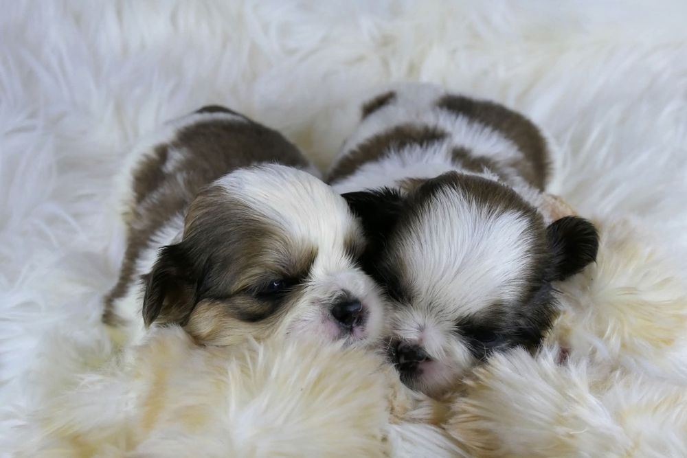 Śliczny piesek shih tzu z rodowodem ZKwP FCI