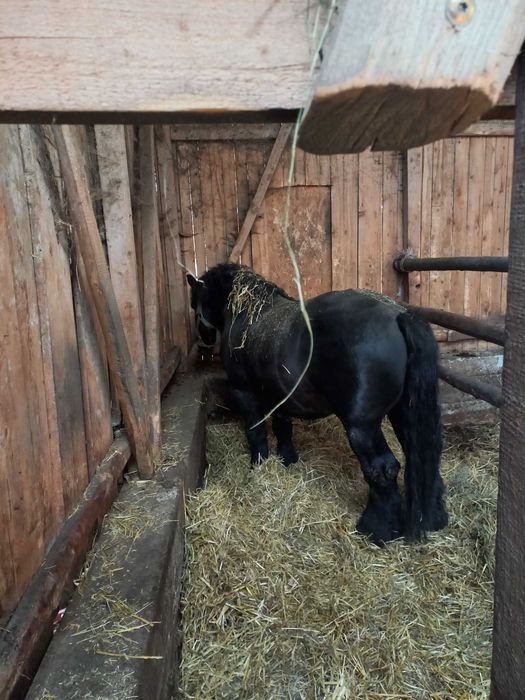 Konie Klacze Zimnokrwiste