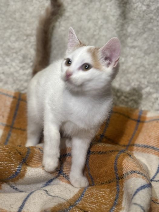 Kocie dziecko prosi o domek bialo rudy kocurek