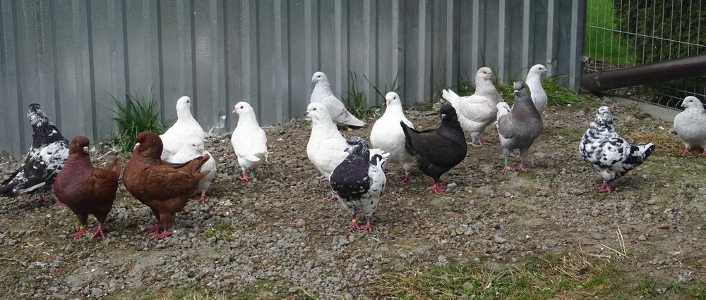 LIKWIDACJA Kingi Standarty