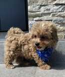 Maltipoo Szczeniak
