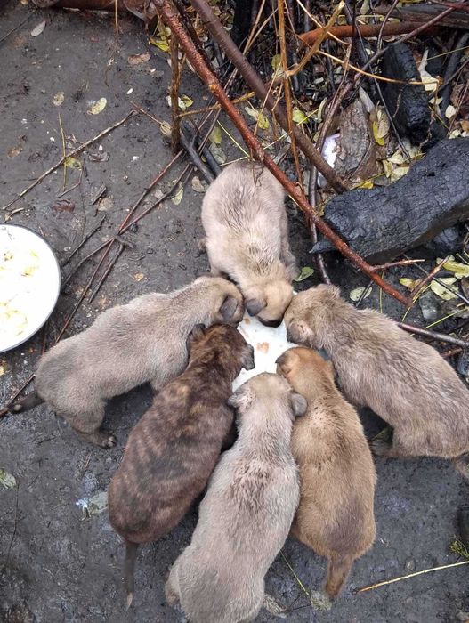 Шестеро дівчат охоронниць