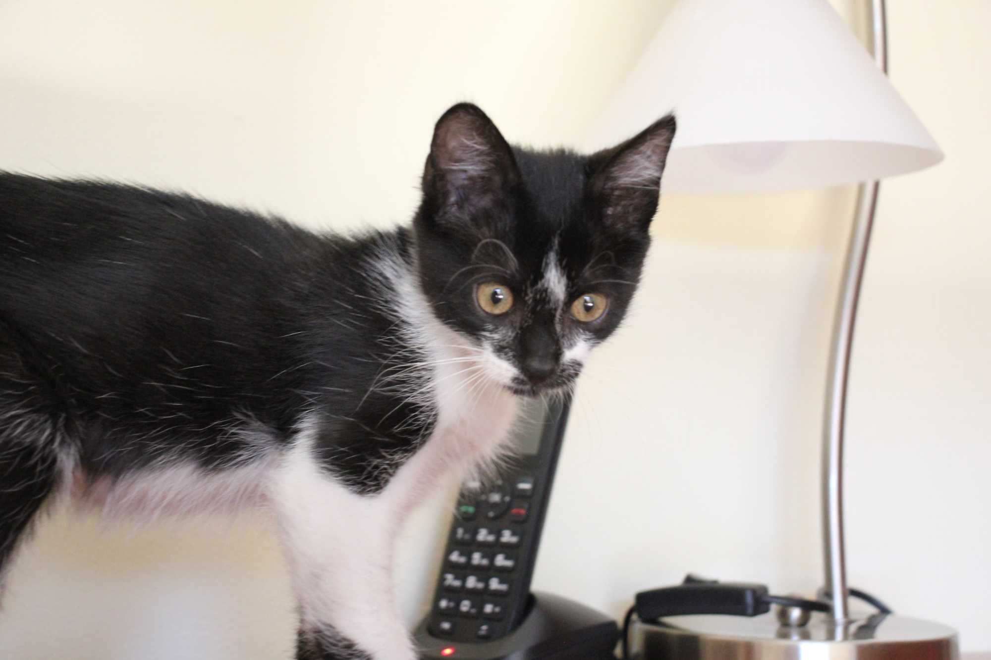 MACHO | Gatinho disponível para adoção responsável