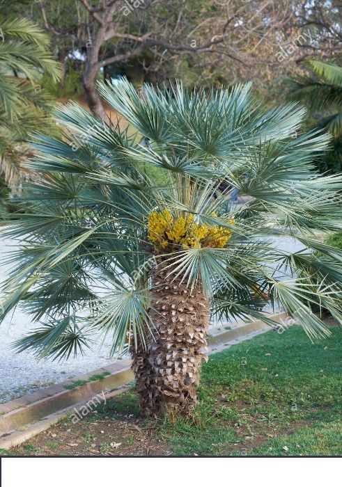 Chamaerops humilis var. cerifera MROZOODPORN -13