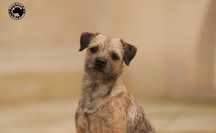 Border terrier FCI  Szczeniak (wybitni rodzice)  rezerwacja 2025