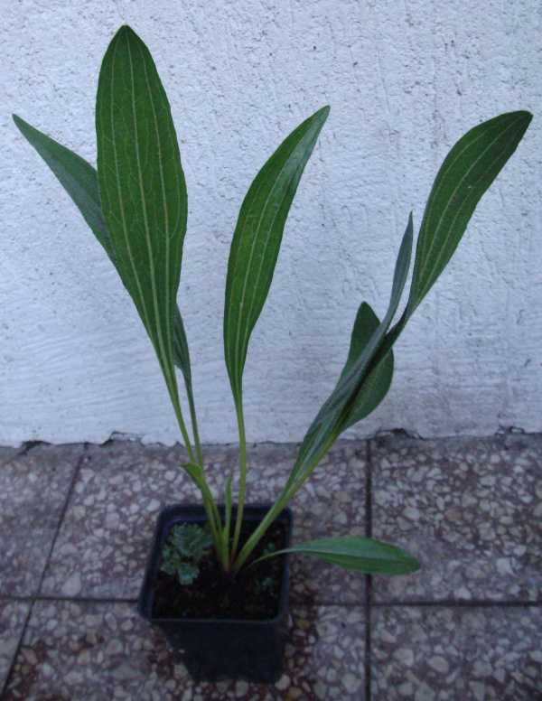 JEŻÓWKA BLADA Echinacea - sadzonki w doniczkach