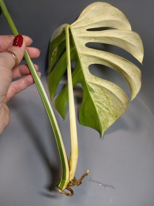 Monstera mint szczyt