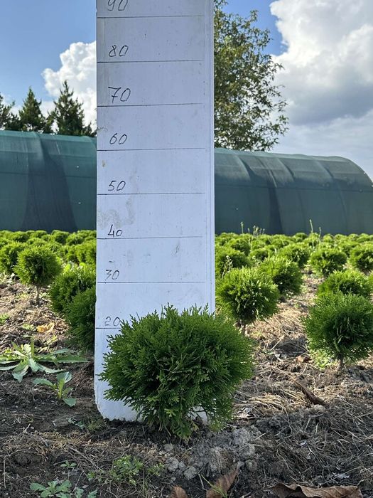 Туя даніка міріам 30 см.