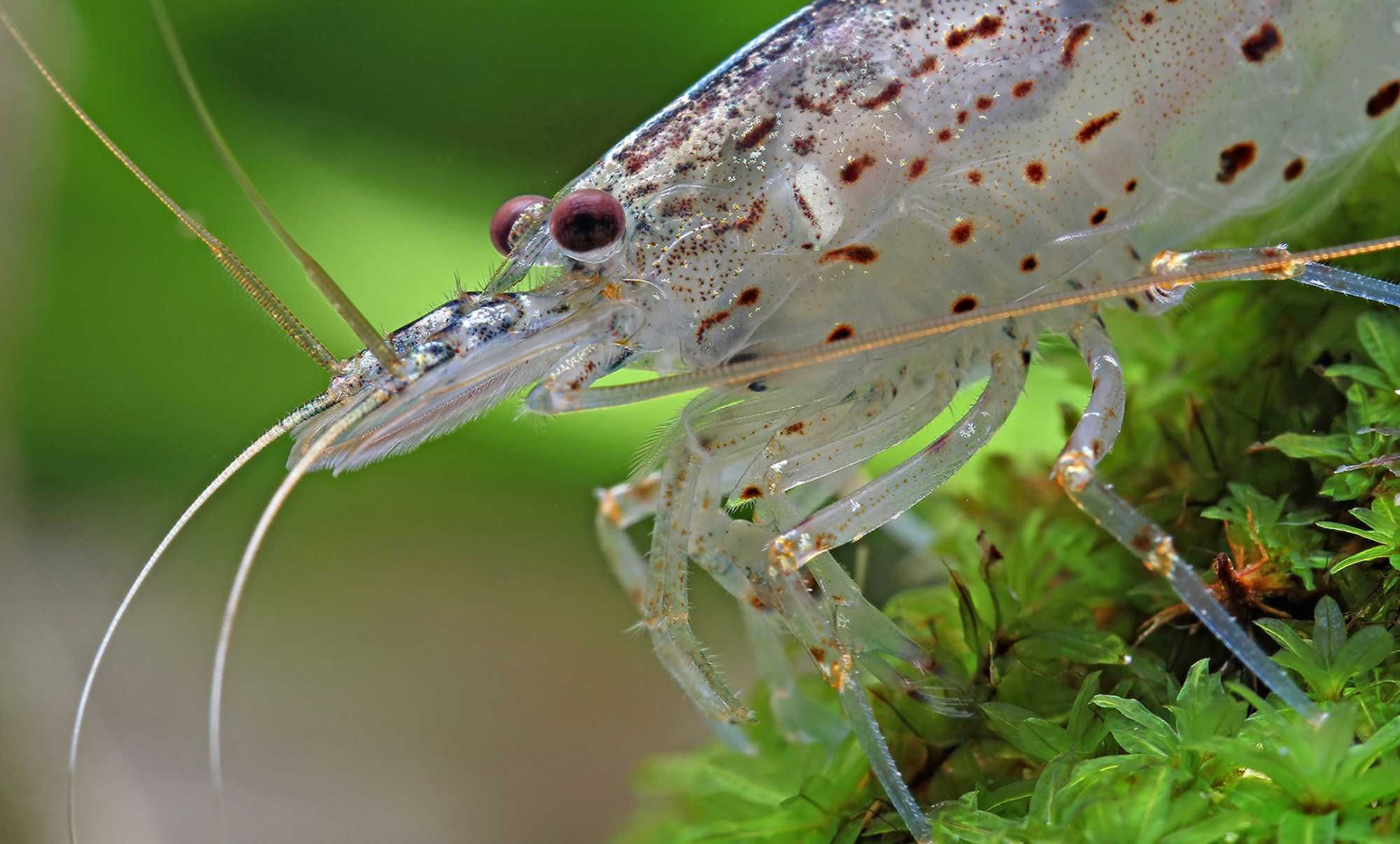 Krewetka Amano - Caridina multidentata - zjada glony - DOWÓZ, WYSYŁKA