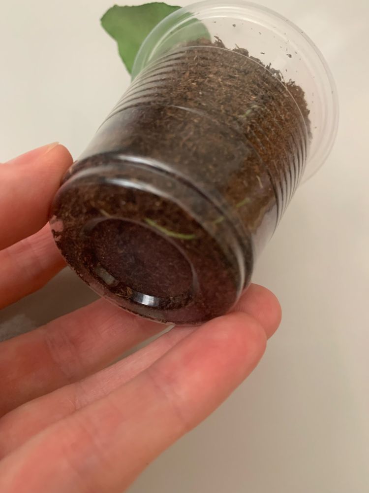 Хойя Hoya Caudata Argene
