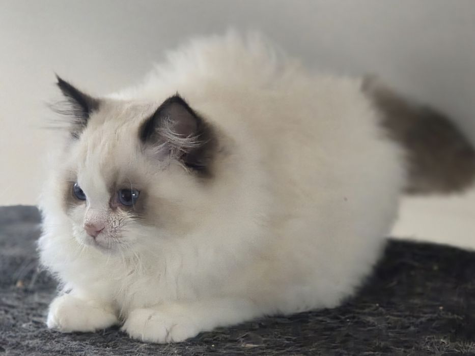 Kotka RAGDOLL z rodowodem FPL