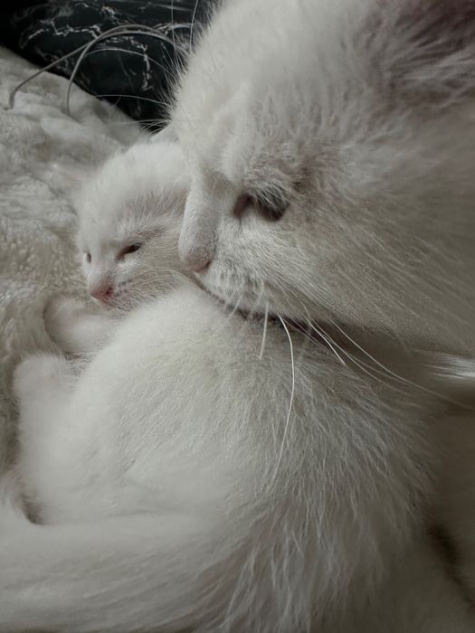 Котенок Турецкой Ангоры