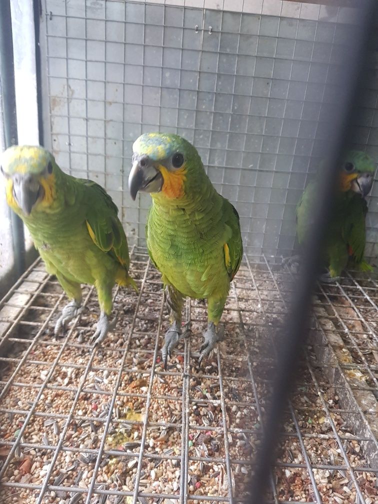 Agapornis caturras ring neck loris pyrrhuras papagaios arantigas sol d