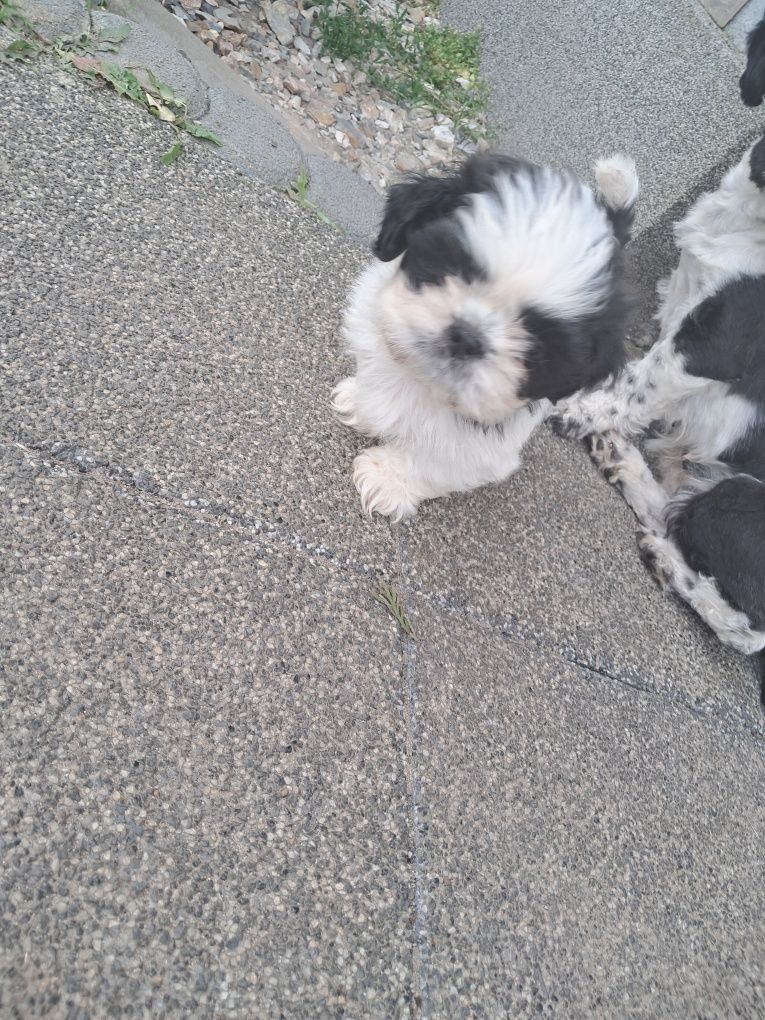 Panowie rasy shih tzu