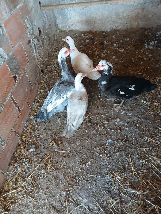 Um casal de patus mudos