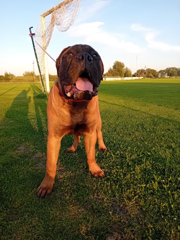 Szczenię Bullmastiff super rodowód FCI
