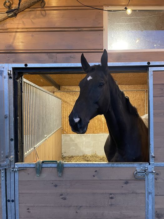 Koń wałach klasa N - piękny