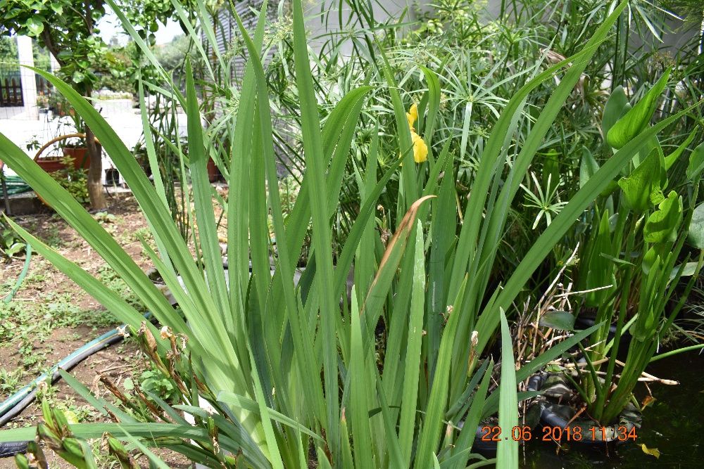 Plantas Aquáticas