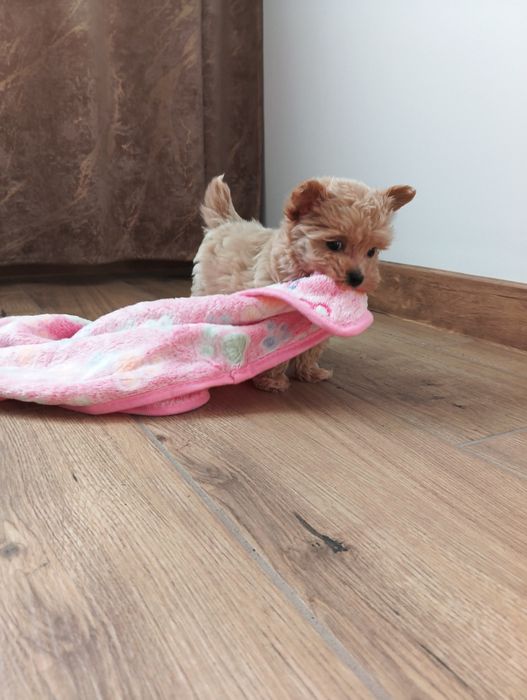 Maltipoo - suczka