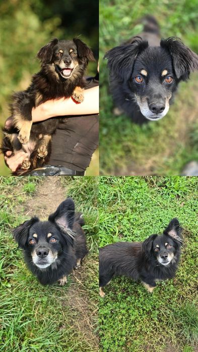 Do adopcji Rudolf