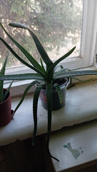 Продам квітку Алоє