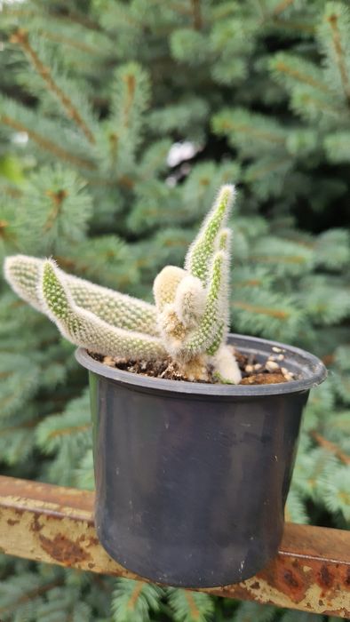 опунція доросла рослина