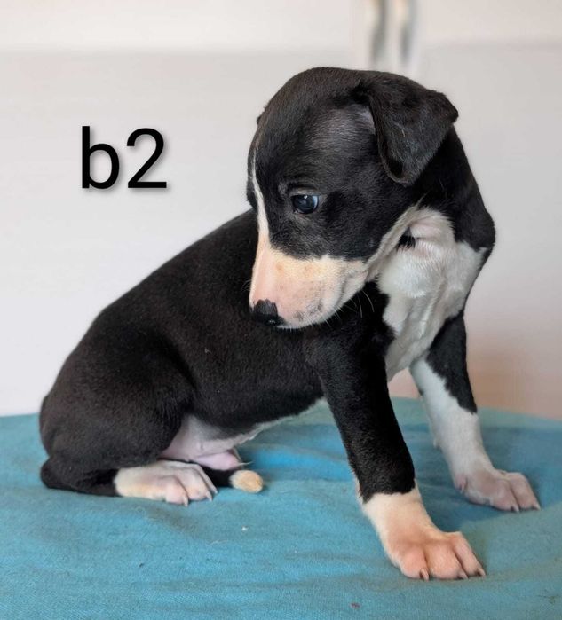 Whippet piesek ZKwP