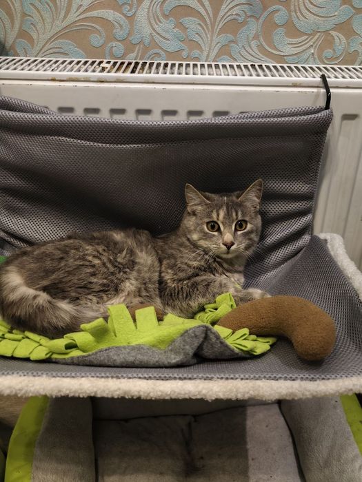 Кішечка, 5 місяців чекає на свою родину