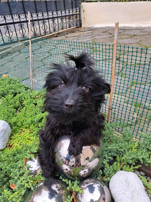 Yorkshire terrier