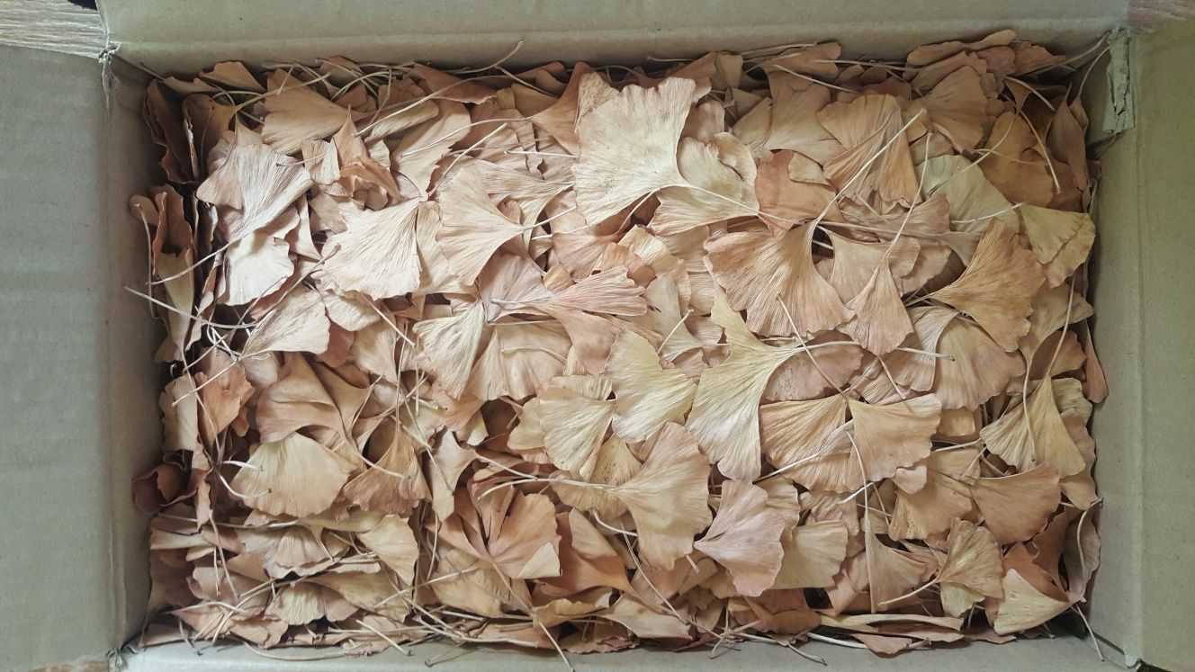 сушене листя Гінкго білоба