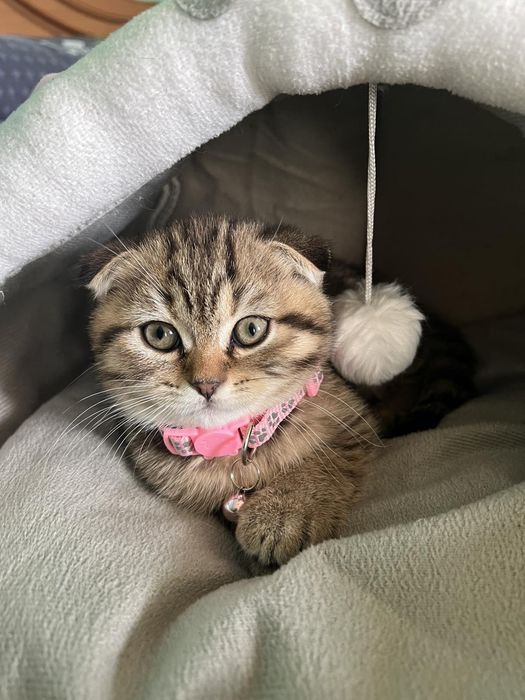 Шотландські кошенята
ред.