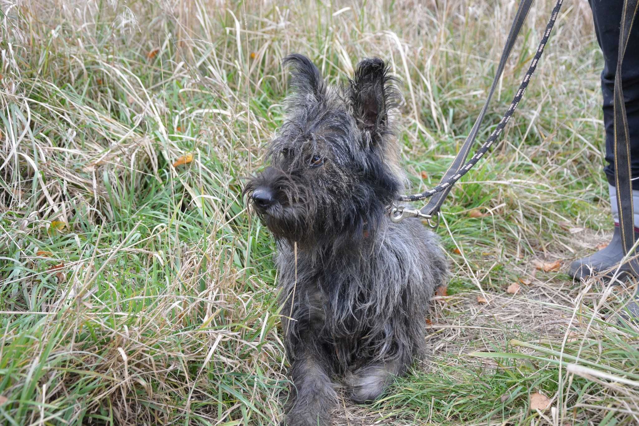 Gringo szuka domu ADOPCJA