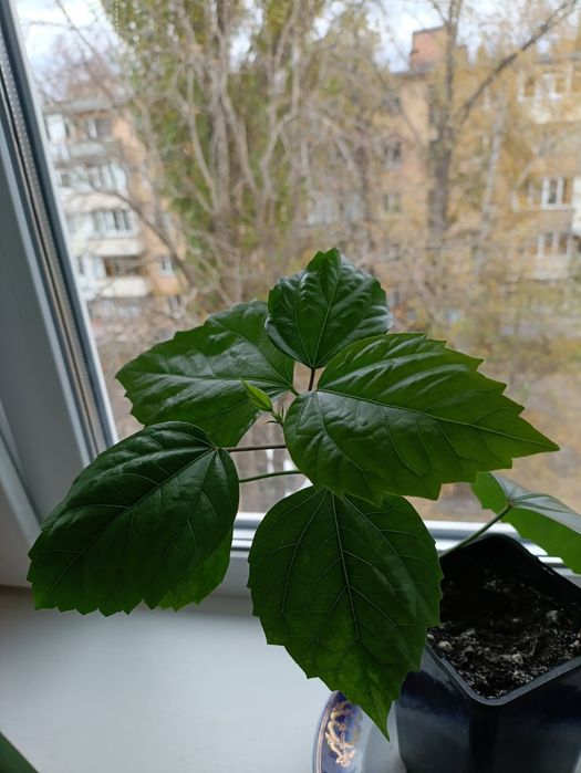 Гібіскус, домашня роза. 30грн