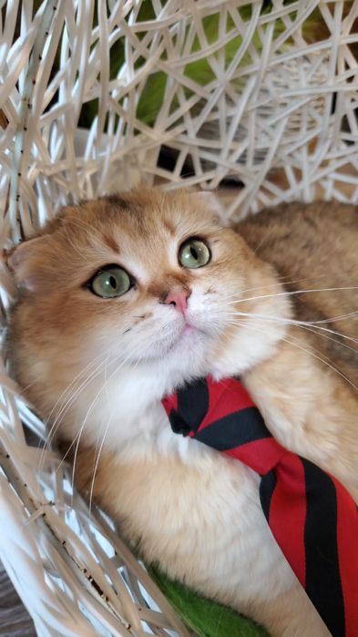 Нежные и ручные котята,  малыши золотая шиншилла.