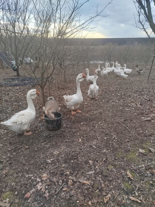 Холмагори Білоцерківський р-н.