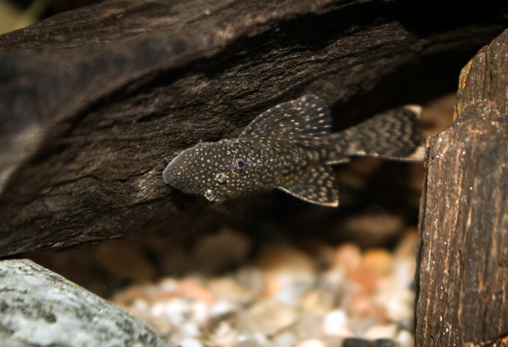 Zbrojniki Pospolity-Własna hodowla