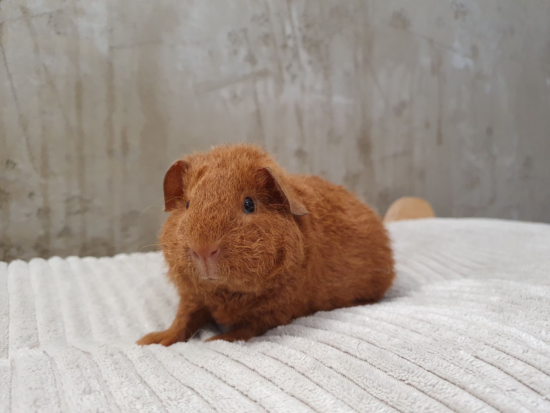 Świnka morska Us Teddy/ samiczka