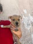 Tenho estes dois cães